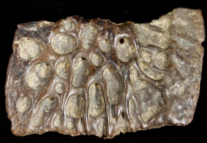 Leidyosuchus Dermal Scute - Cretaceous Crocodilian #11172